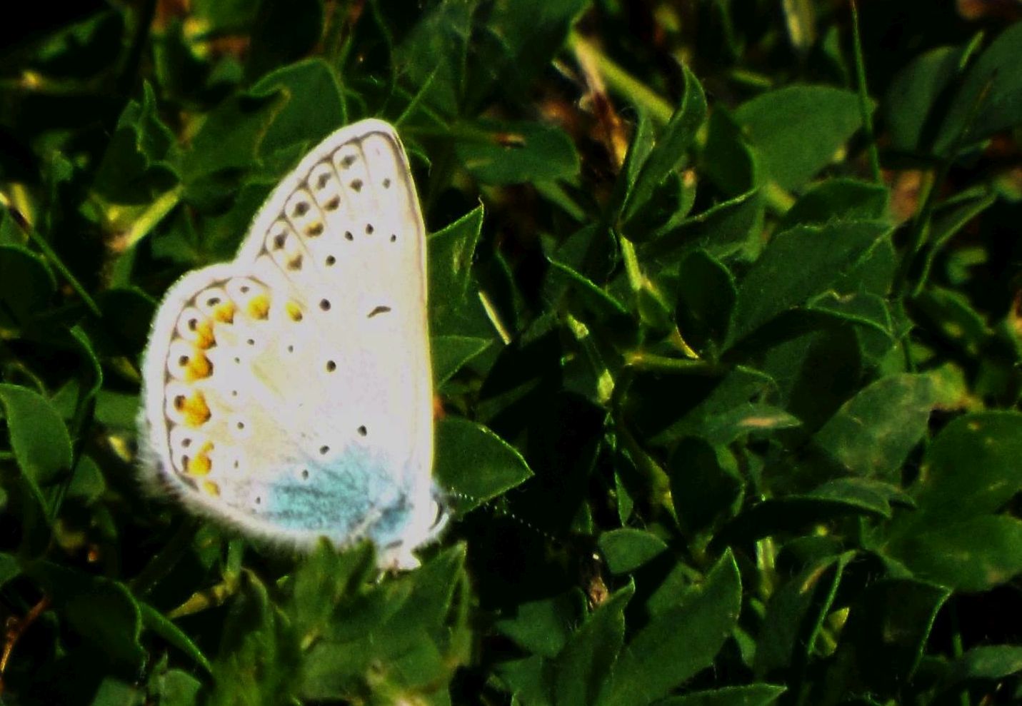 Polyommatus sp.